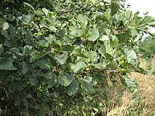 Rauðölur (Alnus glutinosa)