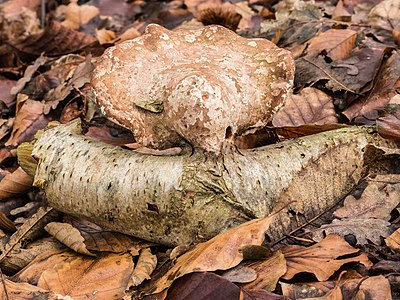 Piptoporus betulinus (Fomitopsis betulina)