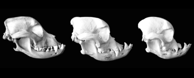 Tiga tengkorak buldog. Dari kiri ke kanan, muka menjadi lebih rata, dengan muncung lebih pendek dan rahang bawah lebih panjang lebih jelas dan menonjol.