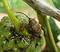 Curculio glandium