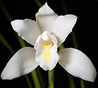 Cymbidium eburneum