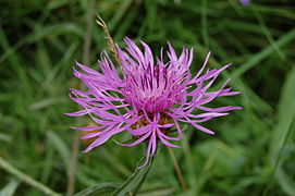 Centaurée rude - Centaurea aspera