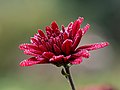 Chrysanthemum × morifolium