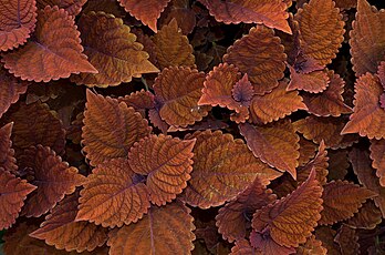 Plectranthus scutellarioides, conhecido pelo nome comum de cóleus ou coleus, no jardim de inverno do "Enid A. Haupt Conservatory" do Jardim Botânico de Nova Iorque (definição 3 878 × 2 566)