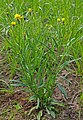 Smal streepzaad (Crepis tectorum)