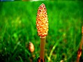 Estróbilo joven de Equisetum arvense Se observan los esporangios colgando hacia adentro de los esporangióforos peltados. Planta preservada en líquido.