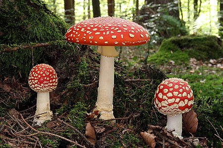 Amanita muscaria (Fly Agaric)