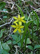 Gagée jaune