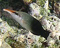 Bird Wrasse