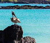 Ejemplar en Cerro Brujo, isla de San Cristóbal.