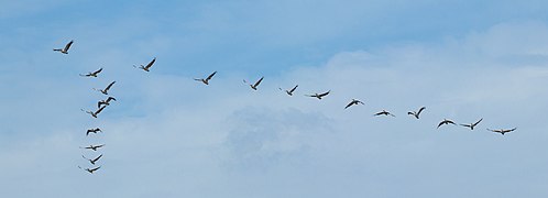 Pelecanus rufescens (Pink-backed Pelican)