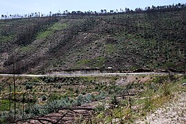 Penacova-08-Landschaft nach Waldbrand-2011-gje.jpg