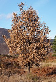 Ametza Losar de la Vera herrian (Extremadura).