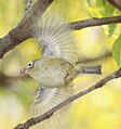 in flight