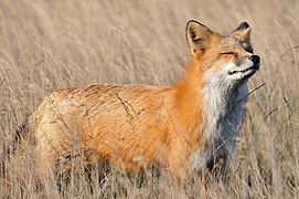 Vulpes vulpes