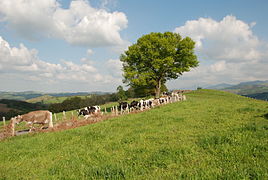 Rentrée des vaches, le soir, pour la traite à Peyrehicade. Photo prise au Courtaou