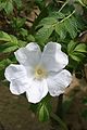 R. rugosa white