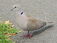 Streptopelia decaocto, Hărman, România (34881606270).jpg