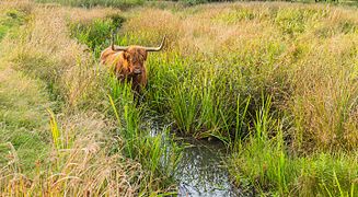 Un Scottish Highlander se baignant près de Oldeberkoop dans le parc Delleboersterheide.