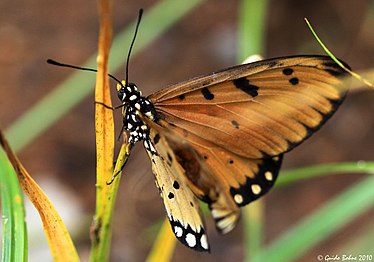 Un fluture (Acraea terpsicore) cu aripi lignicolore