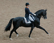 Trakehner noir vu de profil monté par un homme en tenue de concours de dressage