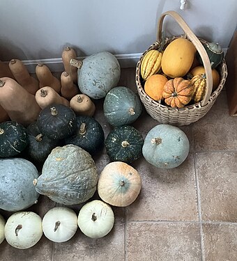 Winter Squash for a Year