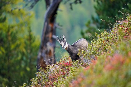 Camurça (Rupicapra rupicapra) na reserva natural da floresta Aletsch, Valais, Suíça. A camurça (alpina) é uma espécie semelhante a cabra, nativa da Europa e da Ásia Menor. Com a camurça-dos-pirenéus e outras espécies, pertence ao gênero camurça (Rupicapra). A carne da camurça é saborosa e muito apreciada; a pele da camurça produz um belo couro, usado principalmente para fazer calças e luvas. Os chifres são transformados em cabos de bastões, e os pelos da cernelha dos machos são usados como acessórios para chapéus. Quando capturadas jovens, as camurças podem ser alimentadas com leite de cabra e se tornam muito mansas, às vezes se reproduzindo em cativeiro. (definição 7 952 × 5 304)