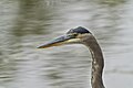 * Nomination Great Blue Heron, closeup. Keeney Cove. Glastonbury, CT USA --Pdanese 00:42, 08 October 2024 (UTC) * Promotion  Support Good quality. --XRay 05:04, 15 October 2024 (UTC)