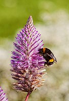 Aardhommel op Ptilotus exaltatus