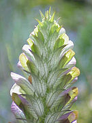 Acanthus balcanicus