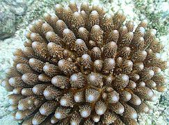 Acropora humilis