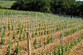 Agriculture biologique Château Suau