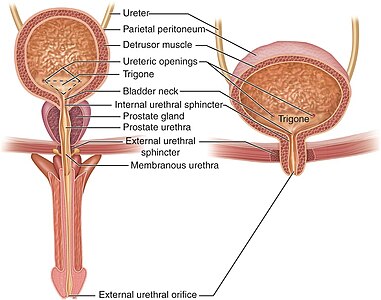 Mannelijk en vrouwelijk urinestelsel met o.a. de trigonum vesicae (trigone) en de urinebuis door de prostaat (prostate urethra)