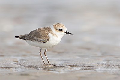 White-faced plover