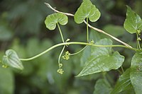 Bloeiende plant met vrouwelijke bloemen