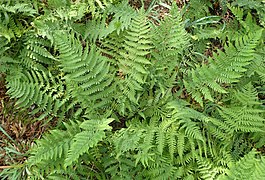 Dryopteris × australis kz1.jpg