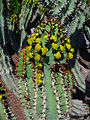 Euphorbia avasmontana