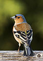 Male chaffinch