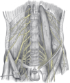 The lumbar plexus and its branches