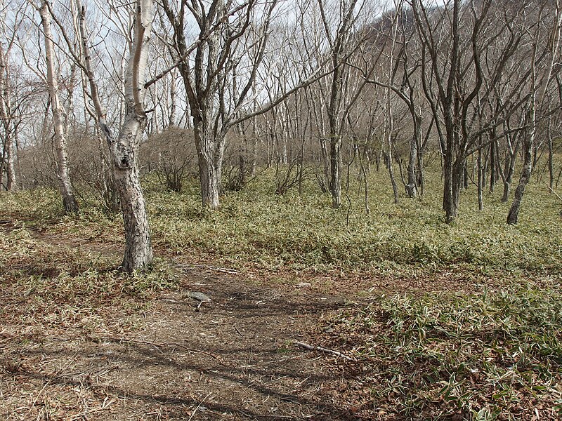 File:Kakumanbuchi Marsh @ Mount Akagi area (14018458737).jpg