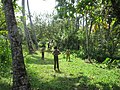 Children play cricket in a narrow stretch along the backwaters