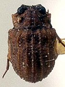 Specimen of Lepicerus inaequalis (Lepiceridae)