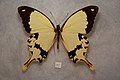 Papilio dardanus (African Swallowtail)