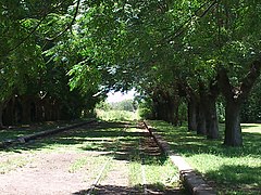 Tunel de Arboles, Villars - panoramio.jpg