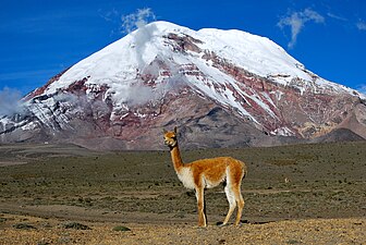 Vicuña nes faldes del Chimborazo,[11]