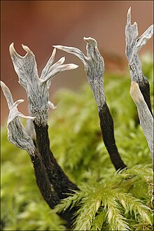 Xylaria hypoxylon1.jpg