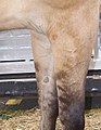 Foreleg close up on a domestic horse