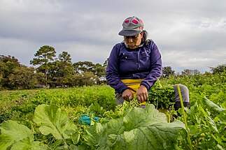 una mujer trabajando en el campo armando paquetes de rúcula para comercializar