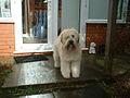 Soft Coated Wheaten Terrier