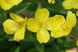 Fleurs d'Oenothera fruticosa.